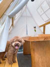 觀塘：Pet friendly 打咭cafe 