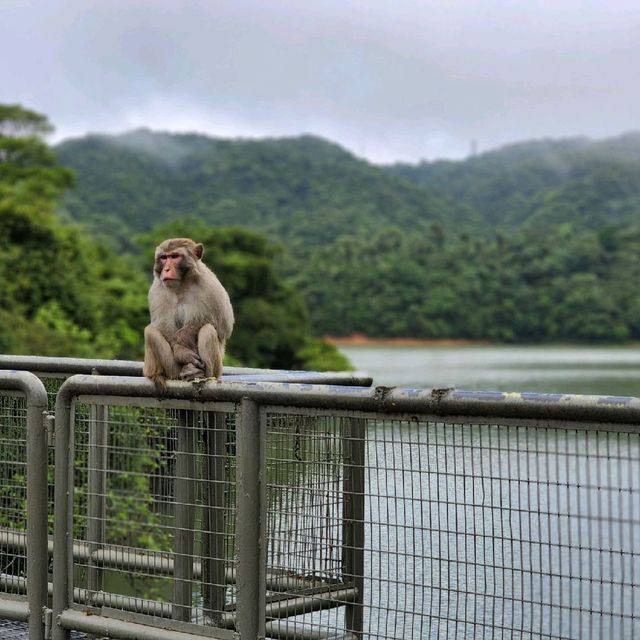 金山九龍水塘