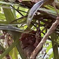 the Philippines 🇵🇭 Bohol: chocolate hills and tarsiers