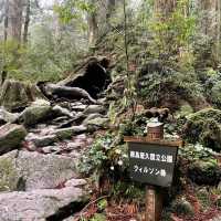 屋久島にあるウィルソン株に行ってきた🌳