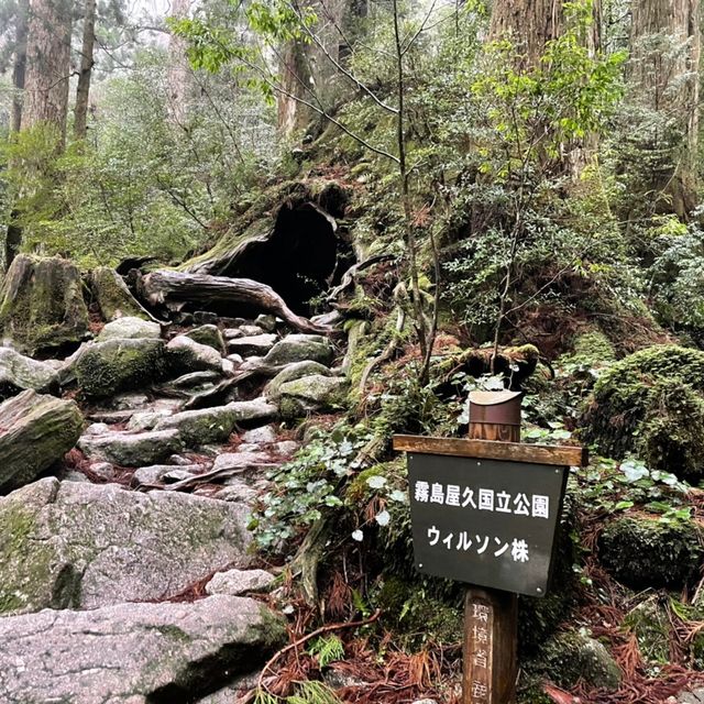 屋久島にあるウィルソン株に行ってきた🌳