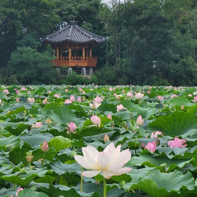 전주 덕진공원- 6.7월에만 볼수있는 연꽃