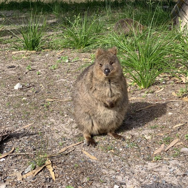 Exploring Rottenest Island — Western Aus 🇦🇺 Exploring Rottenest Island — Western Aus 🇦🇺