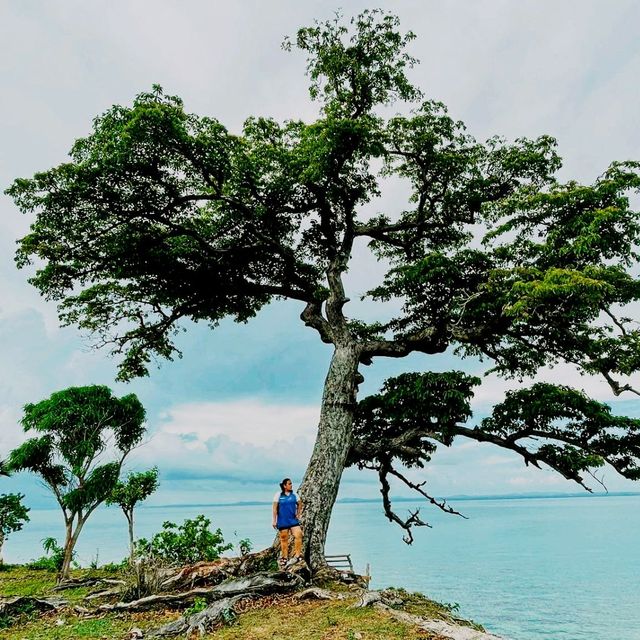 Century Old tree 