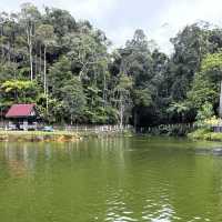 Lush Greenery Lake