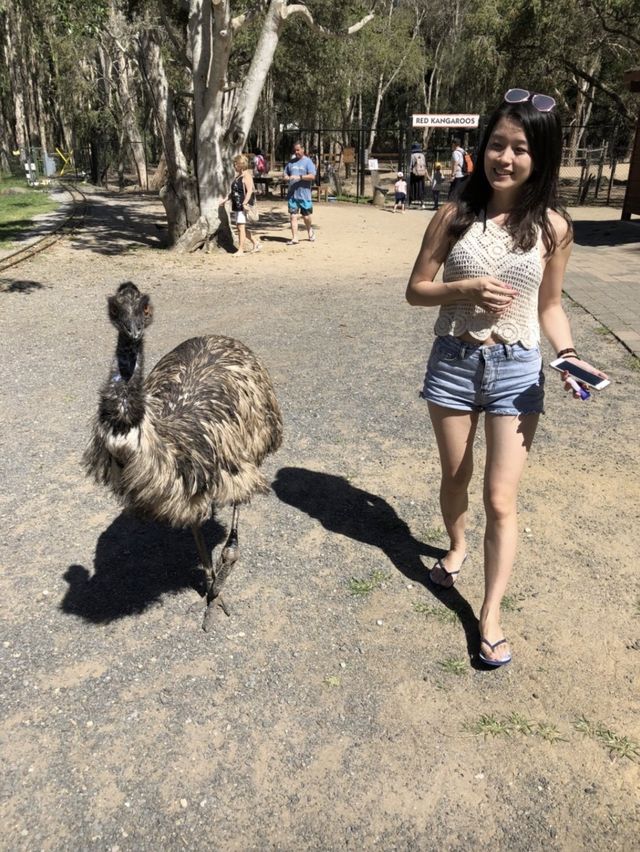 昆士蘭 Currumbin野生動物園🦘🦜🦥🐨😻😻