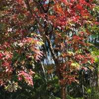 紅葉🍁打卡（青衣公園）市區內既紅葉交通超方便