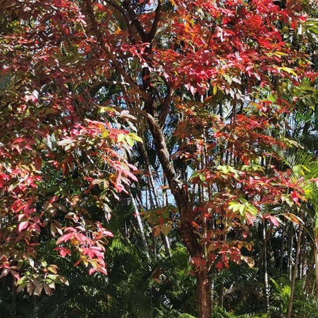 紅葉🍁打卡（青衣公園）市區內既紅葉交通超方便