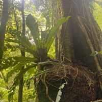 Cloud Forest, Costa Rica