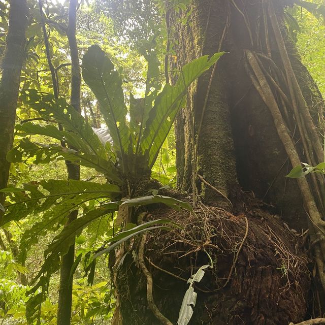 Cloud Forest, Costa Rica