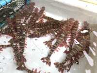 ซีฟู้ด หาดราไวย์