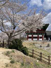 경주 벚꽃 여행🌸 한옥과 벚꽃의 조화, 월정교 🌸
