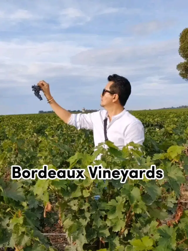 Bordeaux Vineyards 