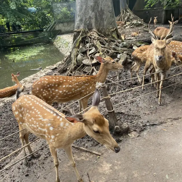 Saigon Zoo and Botanical Gardens - Ho Chi Min