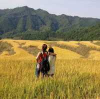 Golden Rice Terraces Oujia Village, Taibao Town, Lianshan, Yao Autonomous County, Qingyuan