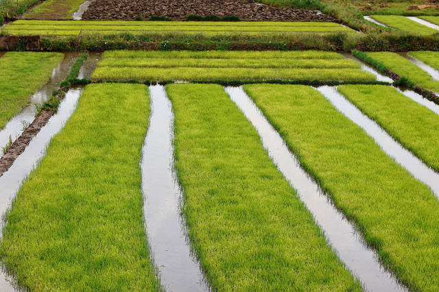 Rice seedlings are actually very beautiful.