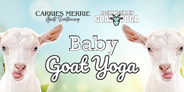 Baby Goat Yoga - June 16th (CARRIES MERRIE GOAT SANCTUARY) | 353 S Ridge Rd