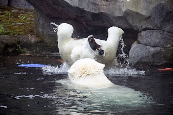 Summer Camp: Zoo's Got Talent | Alaska Zoo