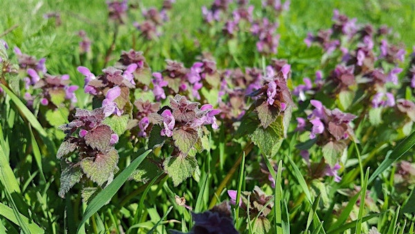 The Foraging Walk | The Healing Hut Healing and Art Studio