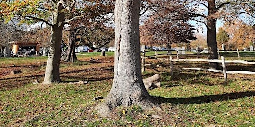 Walking with Trees | Pen Ponds Café
