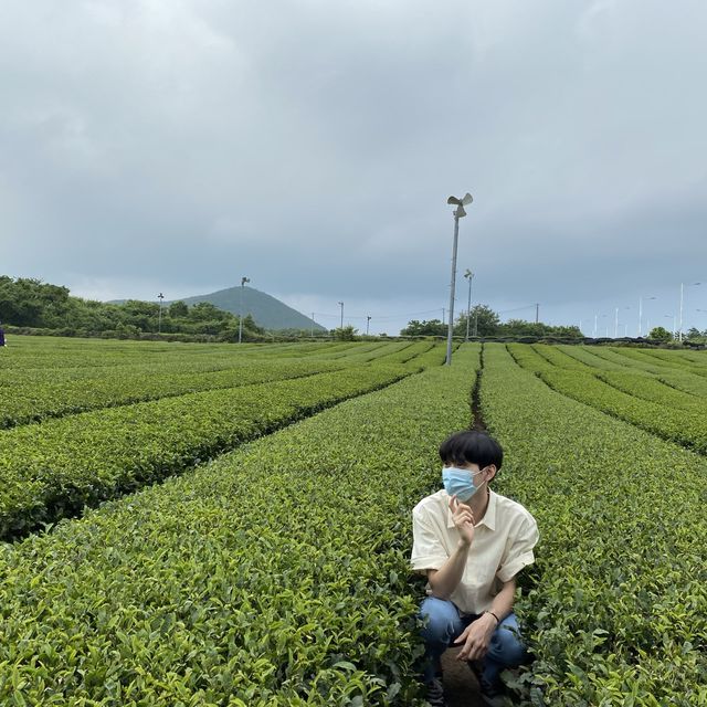 [제주] 녹차🍵의 매력에 풍덩, 제주 오설록