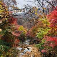 가을의 단풍명소 ‘화담숲’