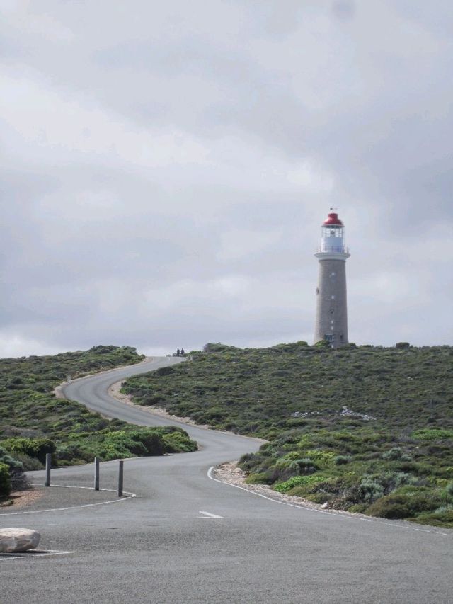勇闖袋鼠島,近距離親親澳洲野生動物