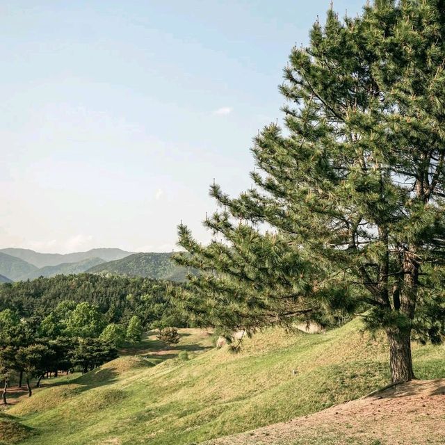 대구 여행 '불로동고분군'