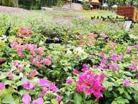 花悅滿城花卉展覽