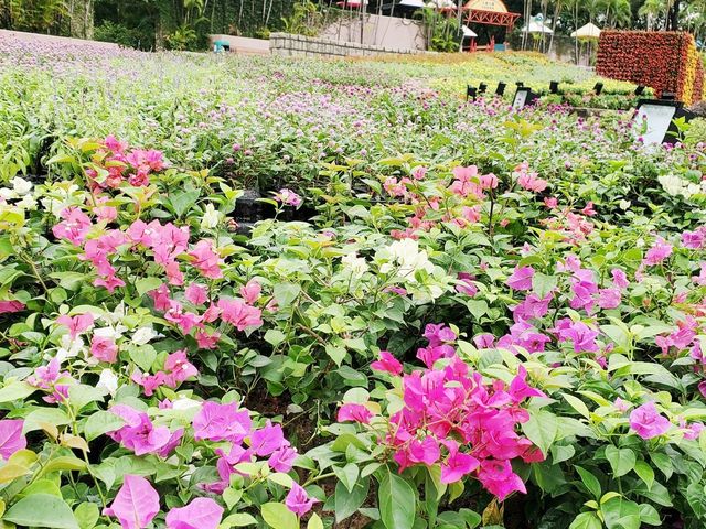 花悅滿城花卉展覽