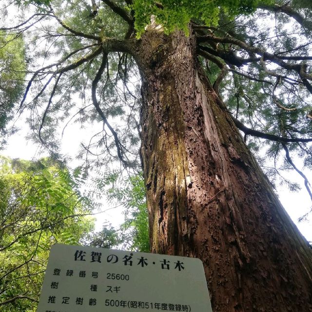 [佐賀]裏道でさらに森林浴🌳「清水の滝」