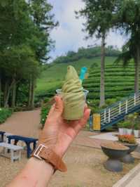보성녹차밭 🍵 외국같은 푸릇푸릇함
