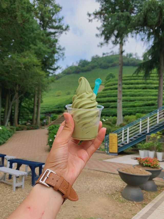 보성녹차밭 🍵 외국같은 푸릇푸릇함