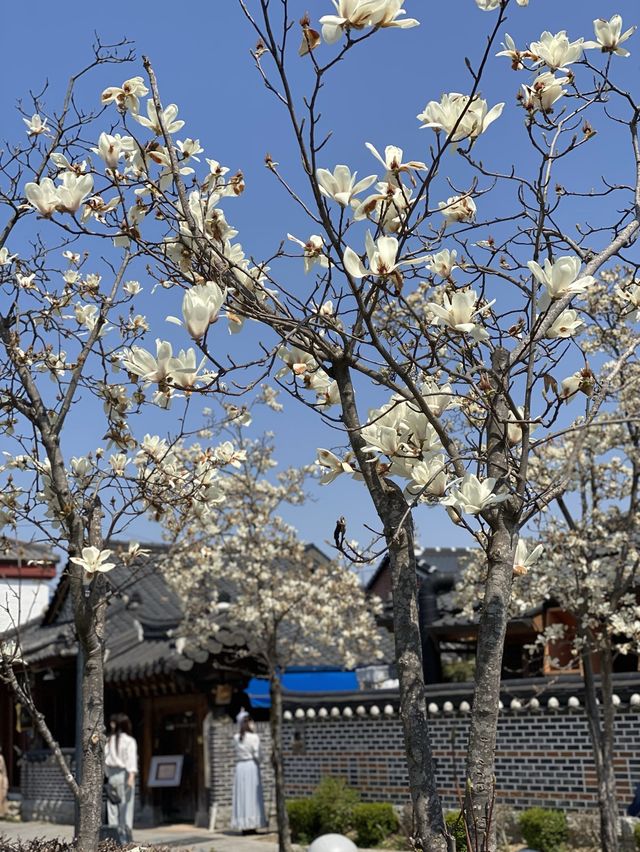 한복이 가장 잘 어울리는 그 곳 ‘전주한옥마을’