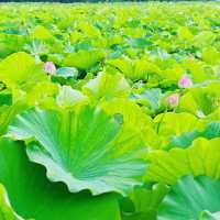 不忍池の蓮