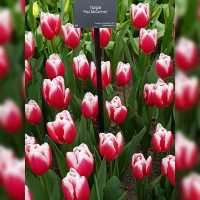 Amazing display of tulips!