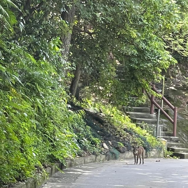 港島南後花園‼️好天必去飽覽港島美景😌