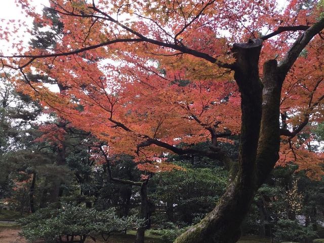 KENROKUEN GARDEN at Kanazawa 