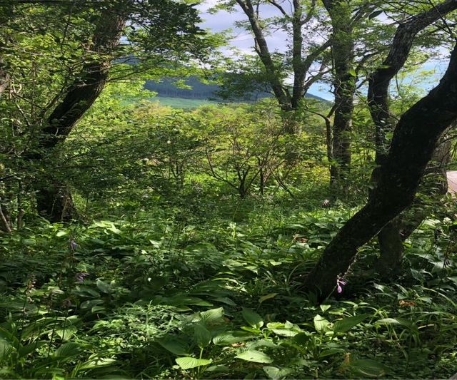 箱根湿性花園