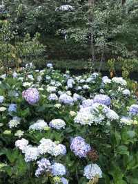繍球花季景點 杉林溪森林遊樂園
