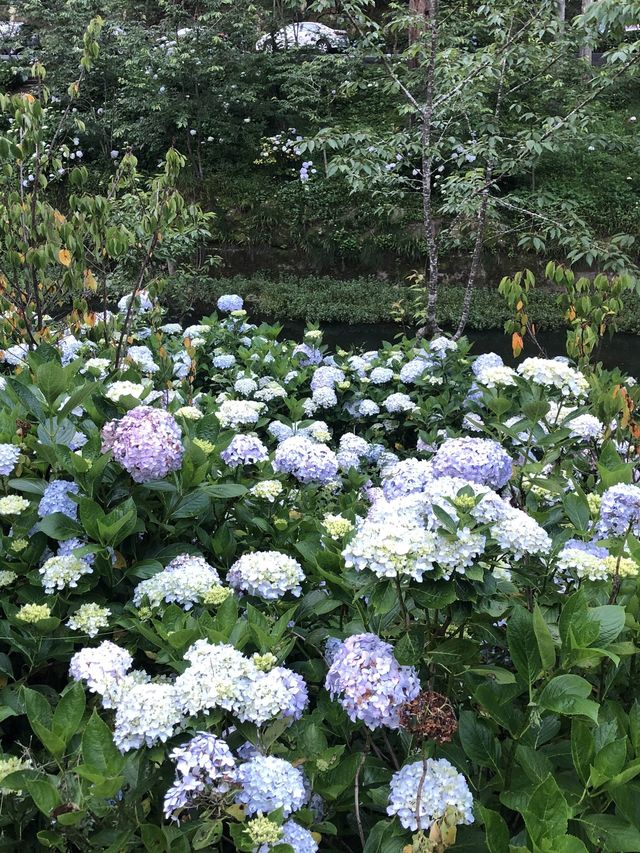 繍球花季景點 杉林溪森林遊樂園