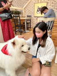 🇹🇭曼谷 狗狗cafe 一大堆狗狗圍住你轉🐶