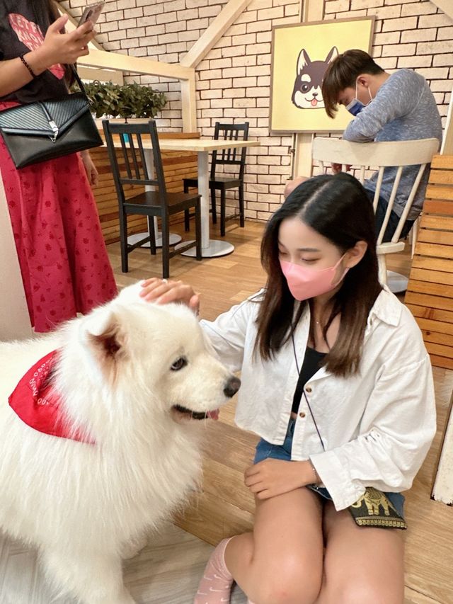🇹🇭曼谷 狗狗cafe 一大堆狗狗圍住你轉🐶