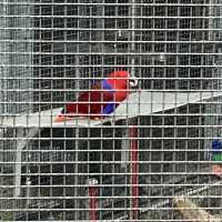 免費～～睇不同國家的雀鳥🦜🦆part 1