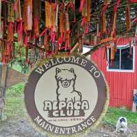 Alpaca Club