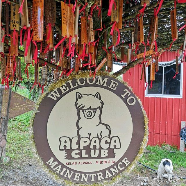 Alpaca Club