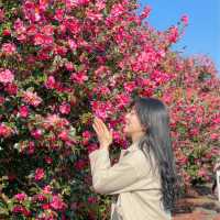 제주도는 아직도 동백가득🌺