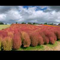 Furano and Tomita Farm Day Tour