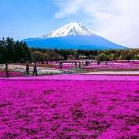 Fuji Mountain