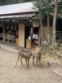 奈良県🦌世界遺産、古都奈良の文化財⛩【春日大社】